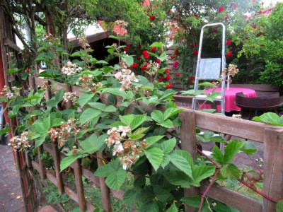 IMG_1530.jpg
